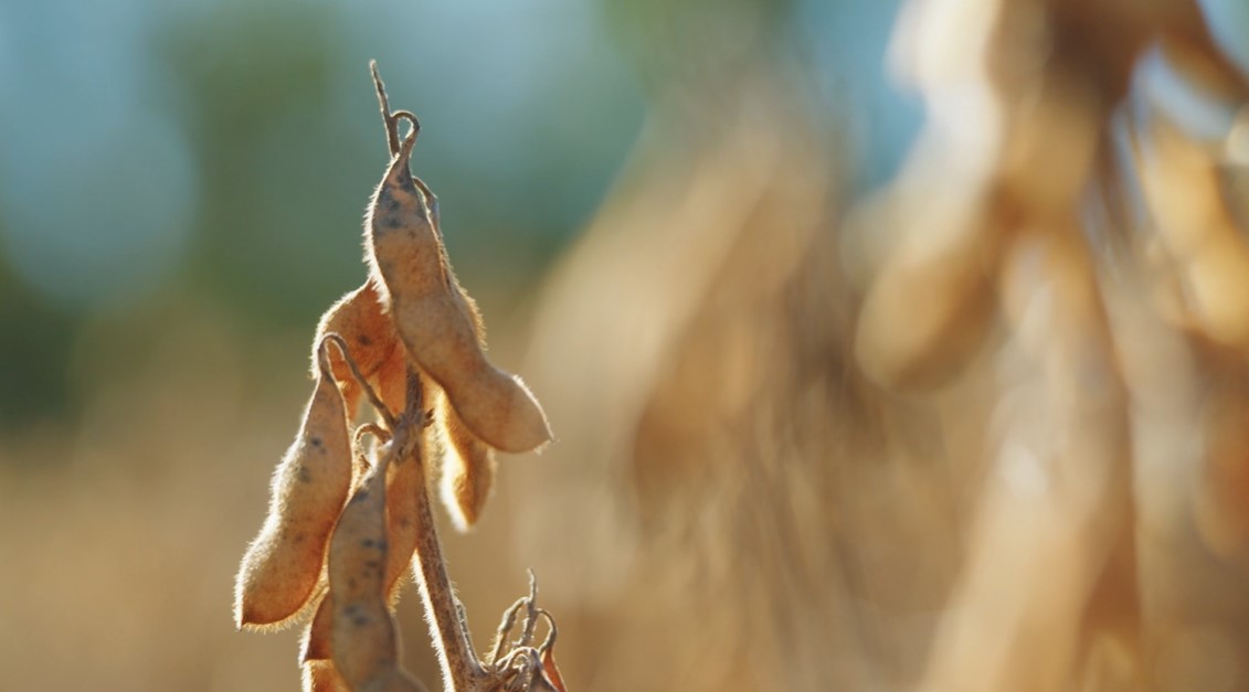 Sustainable Soy Production for Nutrition Security